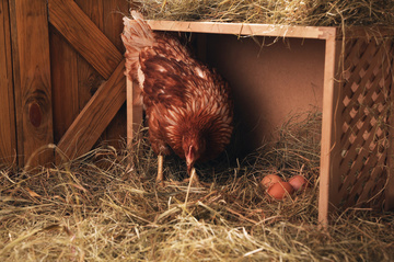 Poules pondeuses : élevage à Deaux Poules pondeuses : élevage à Deaux