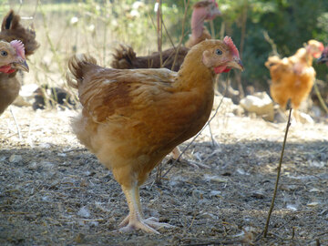 Comment faire pondre les poules ? Comment faire pondre les poules ?