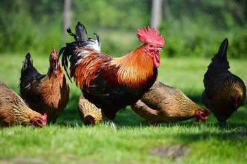 Acheter un Coq reproducteur à Deaux Acheter un Coq reproducteur à Deaux