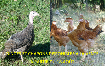 Élevage de volailles