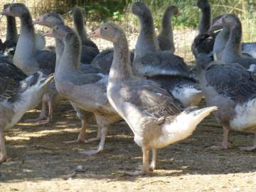 Oie grise de toulouse